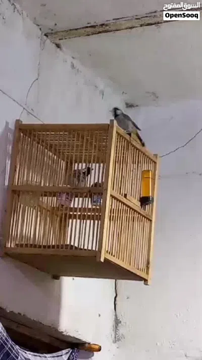 الي داخل القفص فحل اما النثية نباعت وهسة جبت له نثية ثانية بس ما طابكها وياه ومبزرة سابقا اقرا الوصف 2