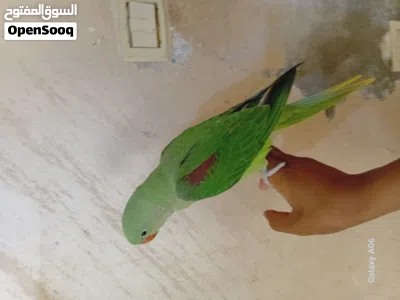 فرخ كاساندرا ايه من الجمال مرسوم رسم العمر شهرين ونص بدايه فطم حجم جامبو زق يدوي اليف مليون بنيه الم 3