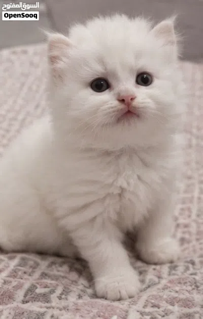 قطط للبيع الجاد يدخل 3