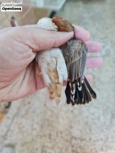 زيبرا فول اورنج 3
