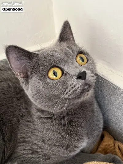 Grey Scottish Girl healthy 4