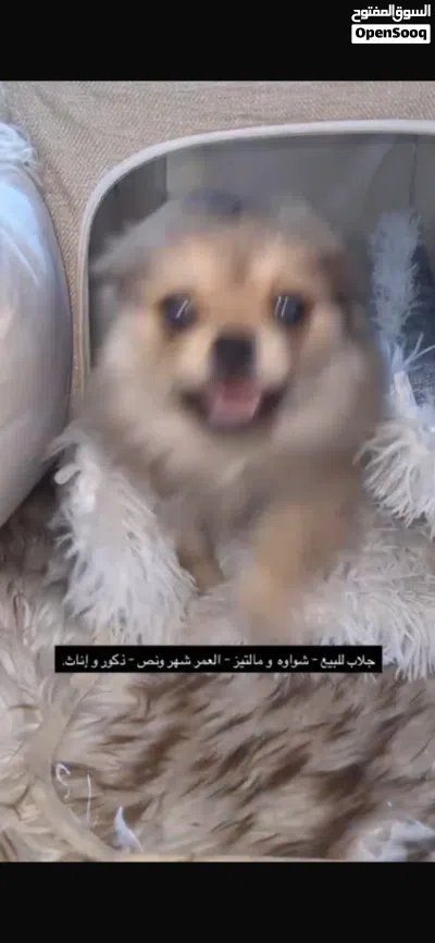 شواوه و مالتيز لعوبين حق اليهال باقي 4 حبات 3