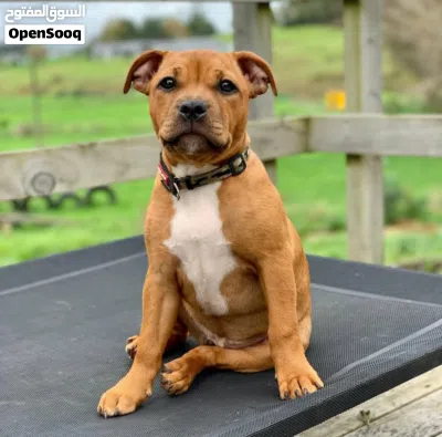 Staffordshire Bull Terrier Puppy for Sale Healthy & Playful. 2