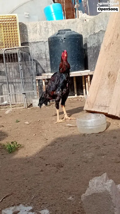 ديك باكستاني للبيع 2