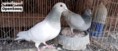 كوبية زاجل ايس 2