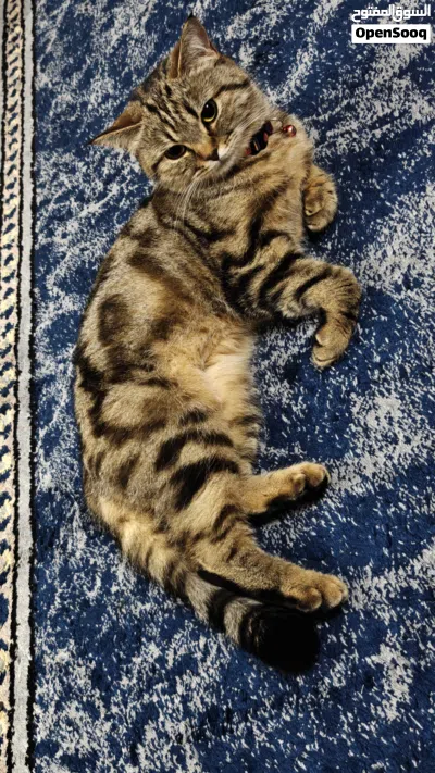 Tiger cat for adoption قطة تابي للتبني 4