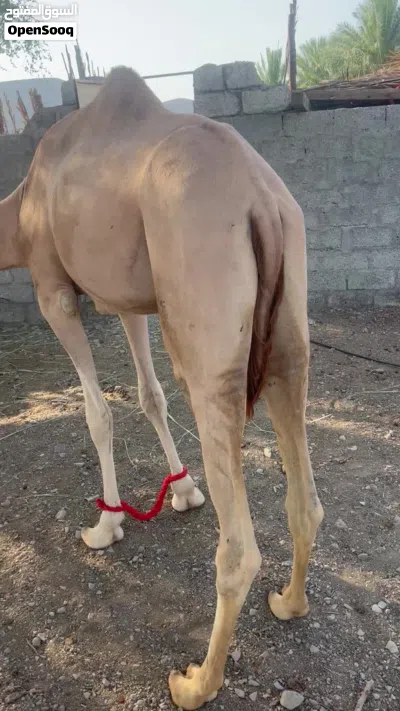بكره فطيم تسفر حجه بكره من مربط طيب 2