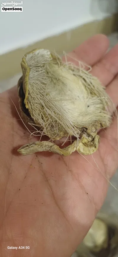 صرة مسك غزال اصلي نادر 4