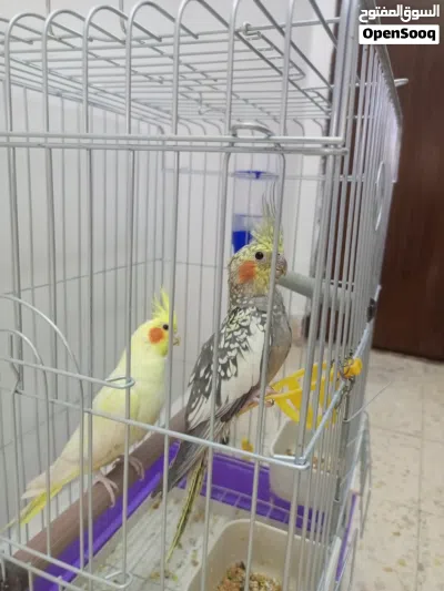 زوج كوكتيل 4