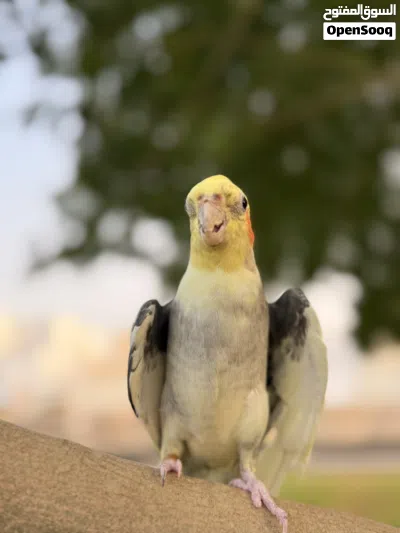 كوكتيل أليف 4