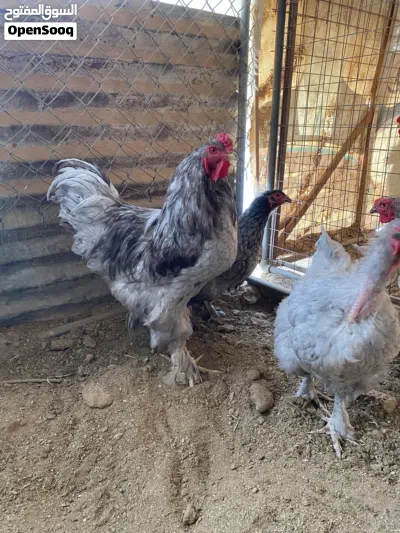 بيض +صوص براهمه بف اصفر ارزق مفتل مهرج الاسباني لمبرجيني 3