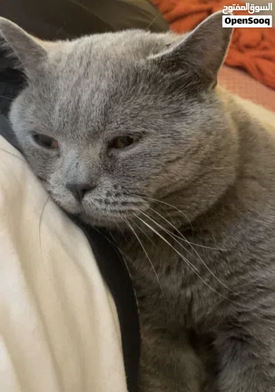 British short hair cat for sale قط للبيع 2