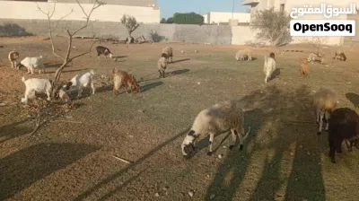 معيز للبيع 2