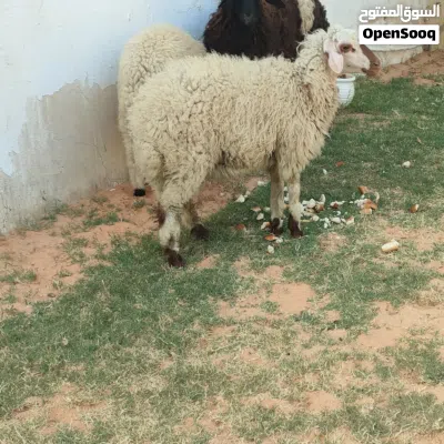 افطيمة ربي يبارك عمره قريب 5 شهور سعر البيع 1200 وساهل 2