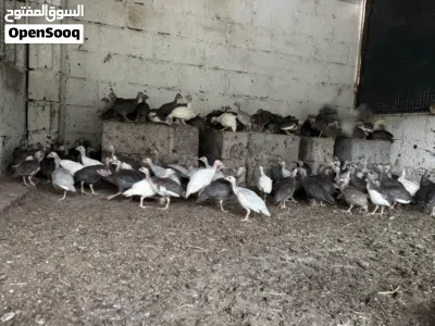 للبيع كنج العمر شهرين وفوق 3