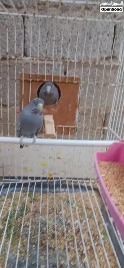 كوبيه بلاك فيس رمادي 3