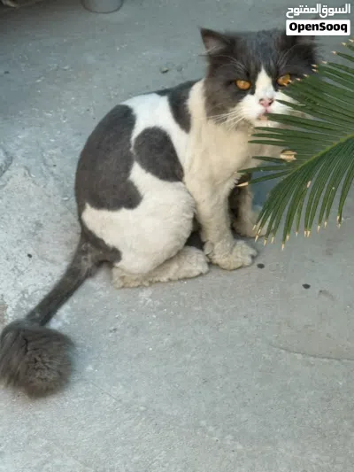 قط منزلي نظيف ملقح مع ادواته 2