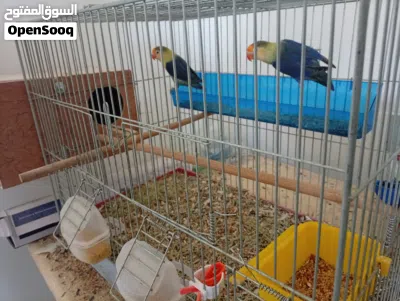 3كوبيات للبيع 2