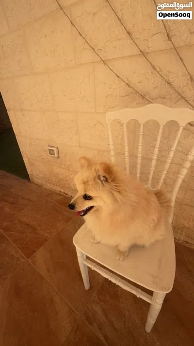 كلب بومريان للبيع 2