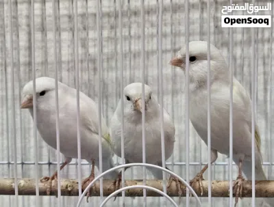 selling canaries bird 3