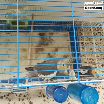 جوز كوكتيل مع 3 فراخ جوز روز حبه فلشر حبه حب هوقو رومو حبه حب 2