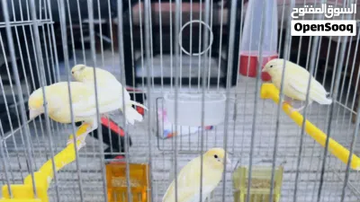 للبيع انثى كنار و 4 مخاليف 2