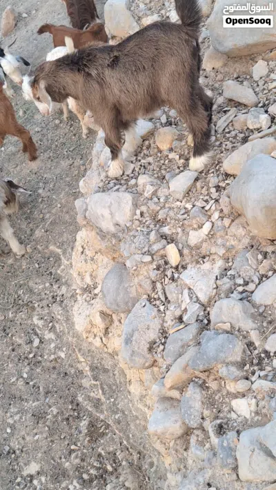 مواليد للبيع 2