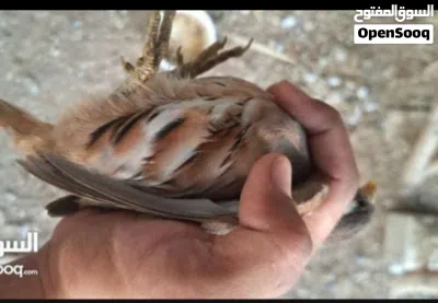 ذكر صبا للبيع وصفارد عمانية ذكور 2