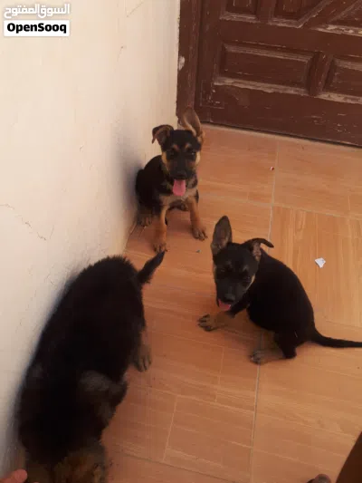 كلاب برجي صغار للبيع اخلط هز بايك 3
