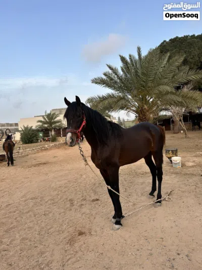 خيول للبيع 3