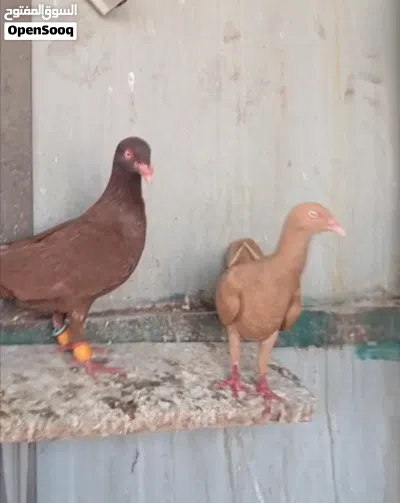جواز مشكلات 2
