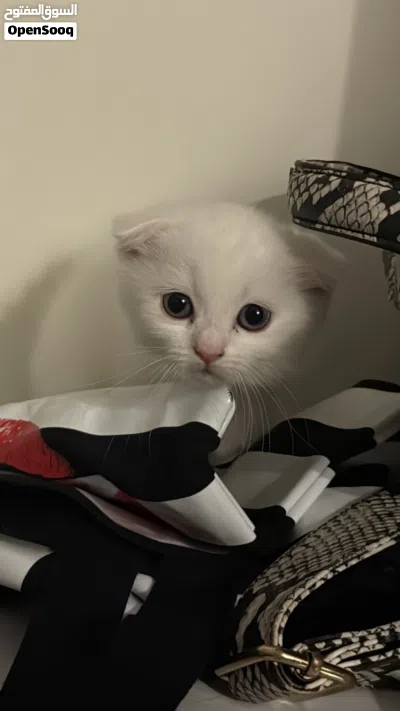 قط ذكر بعمر شهرين 2
