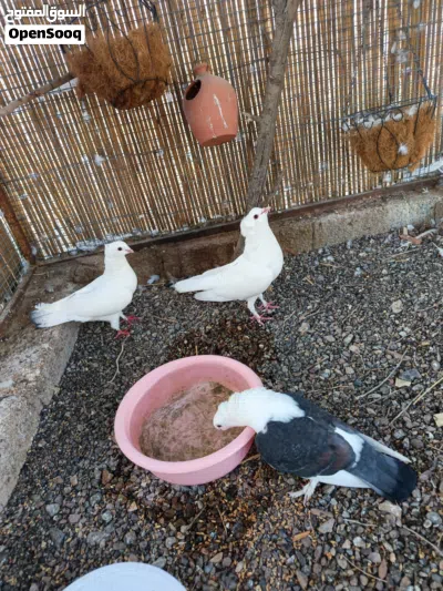 للبيع حمام 2