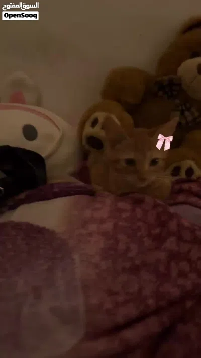 4 Month Old Orange Kitten For Sale 4