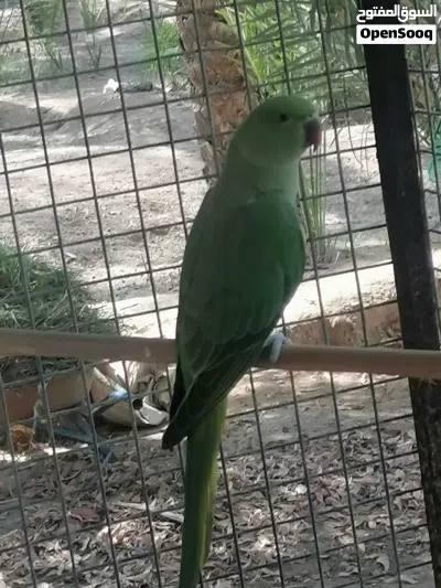 ببغاء دره للبيع اليفات 2