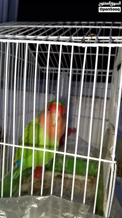 ببغاء فحل روز اليف 4
