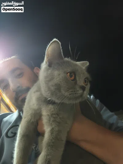 سكوتش للبيع 4