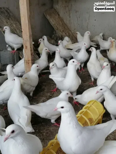 حمام لآحم الفرنسي للبيع تابع الوصف مهم 2