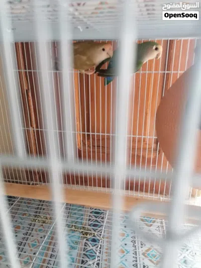 زوج ببغاء روز للبيع 2