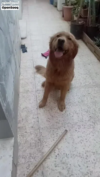 جولدن اليف وحنون 3