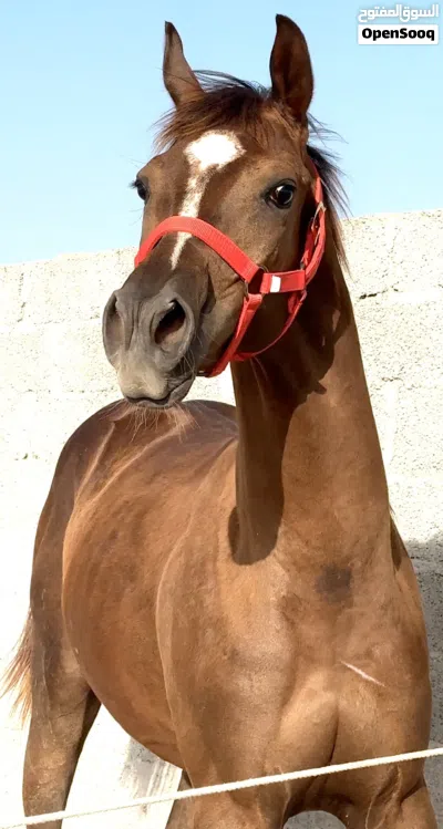 مهر خط جمال 4
