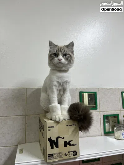 3 pure Persian kittens for Adaption only. 2