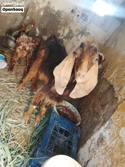 صخله ضروبة شامي يفره للبيع اقرء الوصف وخابر وأنه خادم لشراي 2