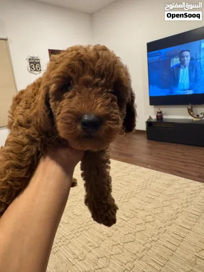 Poodle with passport 2