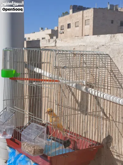 طير كنار ادفع بحق الله التواصل واتسب فقط 4