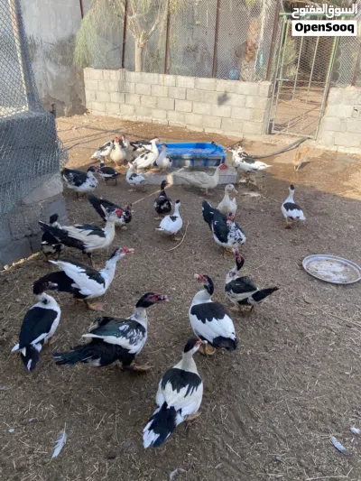بط مصري منتج للبيع 2