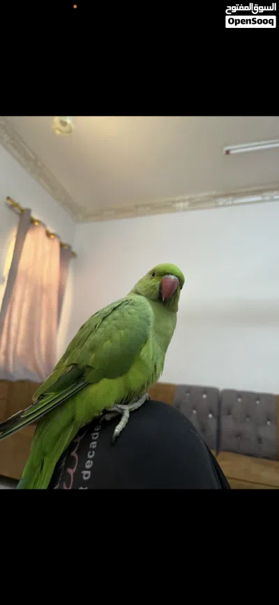 منوه للبيع ذكر اليف مع أنثى غير أليفه 4