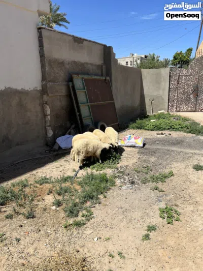 6 فطايم وطنيات عمر 3 شهور 3 شهور ونص عز يلي بيربي 2
