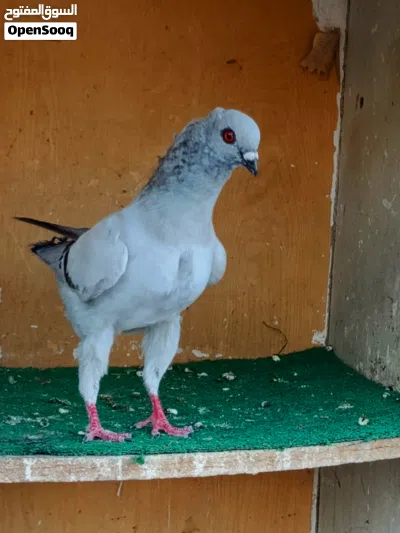 فحل كنج بواز وطيرة موشحة زرقا بنت كنجات بواز 4