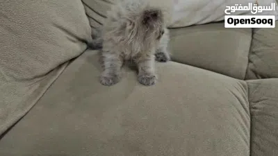 Himalaya cat هملايا هاف بيكي 4
